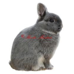 Samolepka králík zakrslý bílopesíkatý modrý