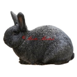 Samolepka králík stříbřitý černý