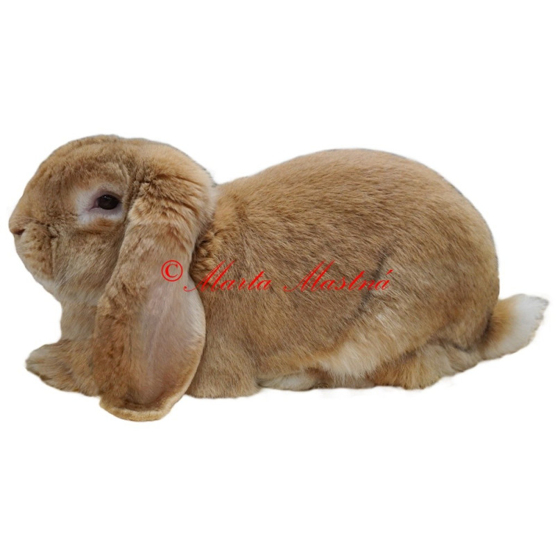 Samolepka králík francouzský beran