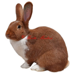 Samolepka králík meklenburský strakáč