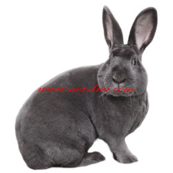 Samolepka králík rex modrý