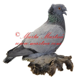 Samolepka holub český bublák