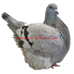 Samolepka holub mondén