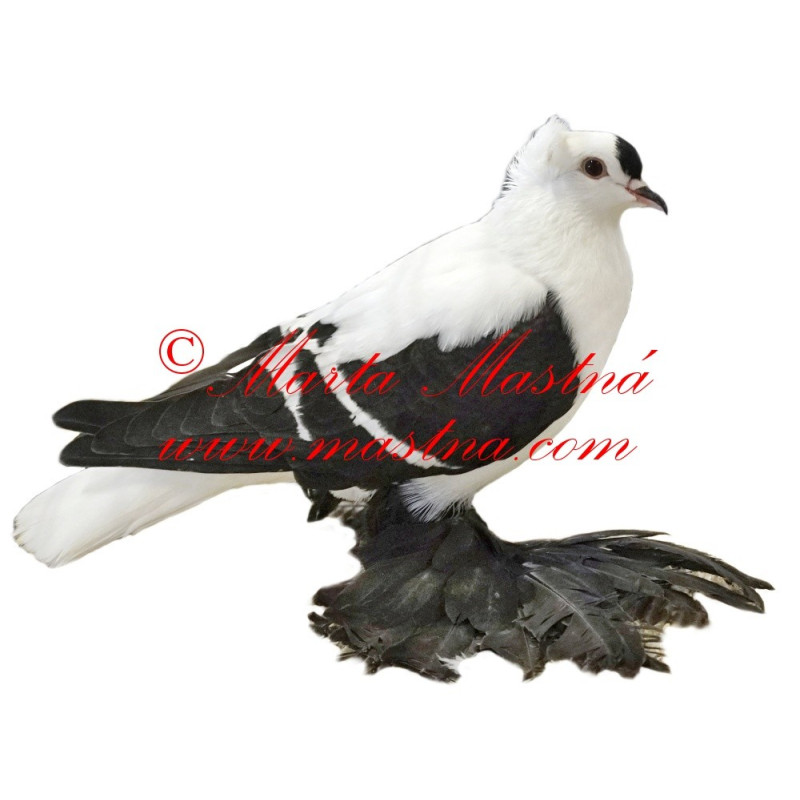 Samolepka holub česká čejka