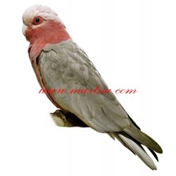 Samolepka papoušek kakadu růžový