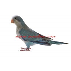 Samolepka papoušek mníšek šedý - modrý