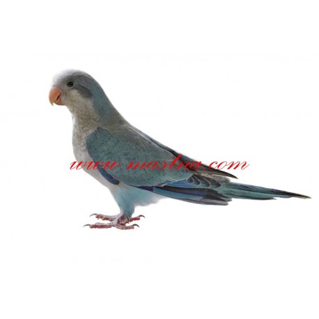 Samolepka papoušek mníšek šedý - modrý