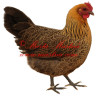 Samolepka drůbež, slepice česká zlatá