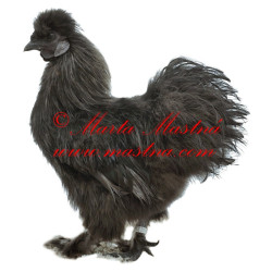 Samolepka drůbež hedvábnička