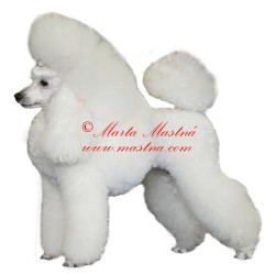 Samolepka pudl bílý