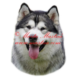 Samolepka aljašský malamut