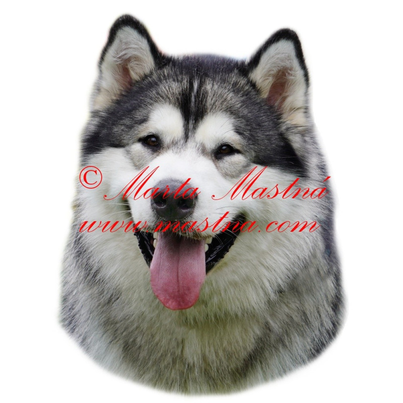 Samolepka aljašský malamut