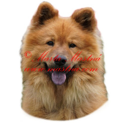 Samolepka eurasier