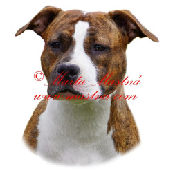 Samolepka staford, pitbul