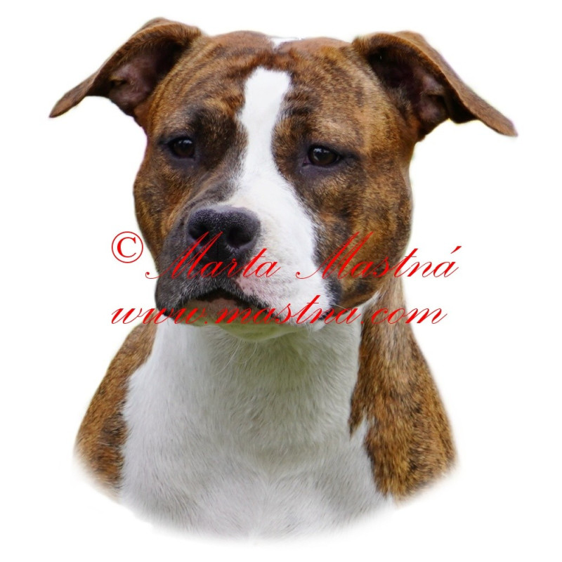 Samolepka staford, pitbul
