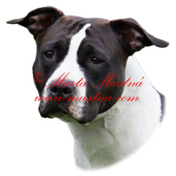 Samolepka staford, pitbul