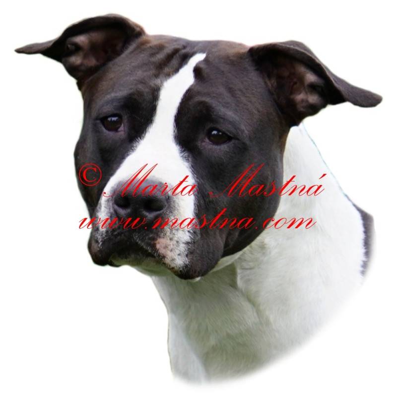 Samolepka staford, pitbul