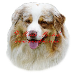 Samolepka australský ovčák