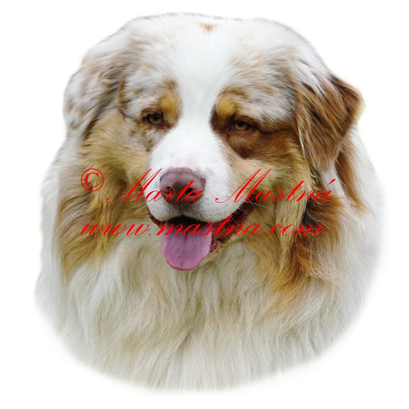 Samolepka australský ovčák