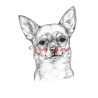 Obraz  čivava krátkosrstá, chihuahua, tužka - tisk