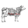 Obraz kráva česká strakatá, skot, tužka - tisk