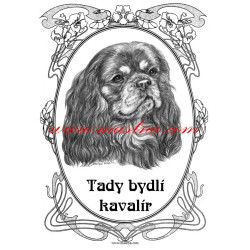 Cedulka kavalír king Charles španěl