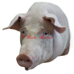 Samolepka prase