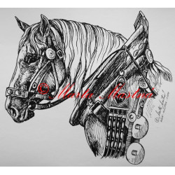Samolepka kůň chladnokrevník