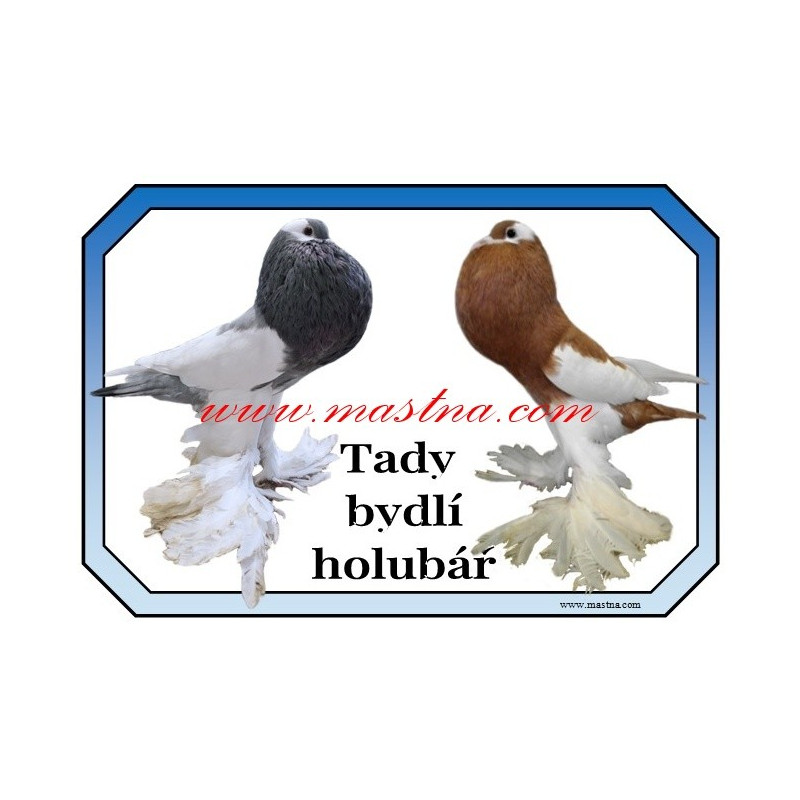 Cedulka holub český voláč
