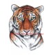 Obraz tygr, šelmy, perokresba - tisk
