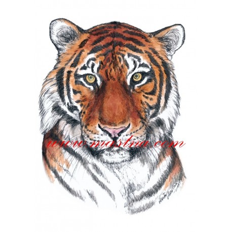 Obraz tygr, šelmy, perokresba - tisk