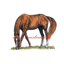 Obraz pasoucí se kůň, koně, perokresba - tisk