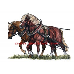 Obraz chladnokrevníci, zápřež, koně, perokresba - tisk