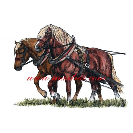Obraz chladnokrevníci, zápřež, koně, perokresba - tisk
