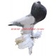 Samolepka holub český voláč sedlatý rousný