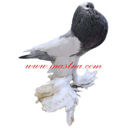 Samolepka holub český voláč sedlatý rousný