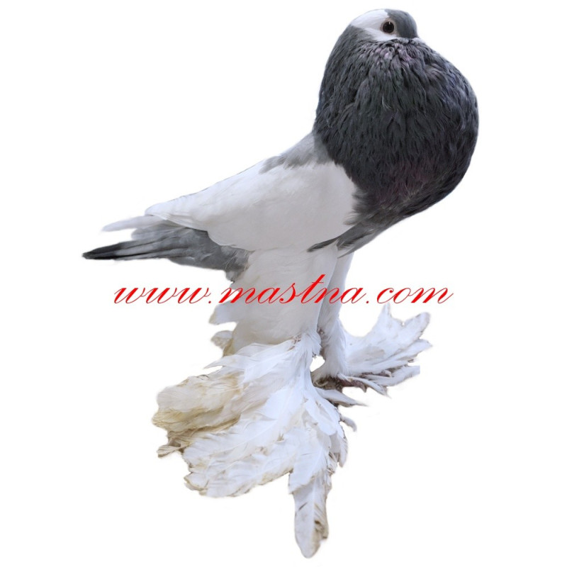 Samolepka holub český voláč sedlatý rousný