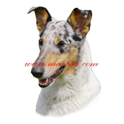 Samolepka kolie krátkosrstá