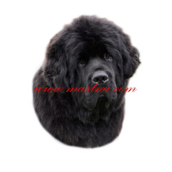 Samolepka novofundlandský pes