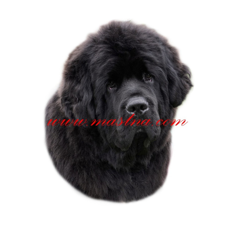 Samolepka novofundlandský pes