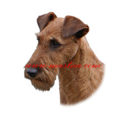 Samolepka irský teriér