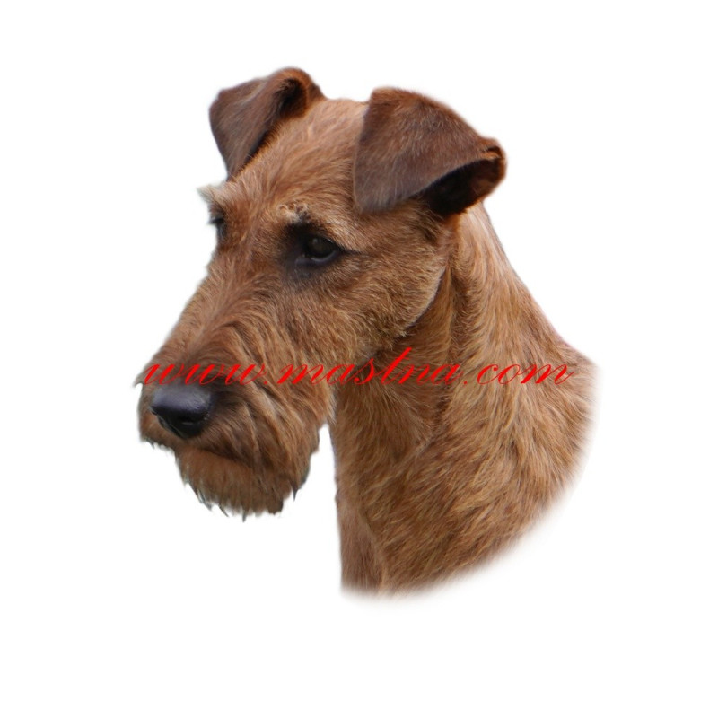 Samolepka irský teriér