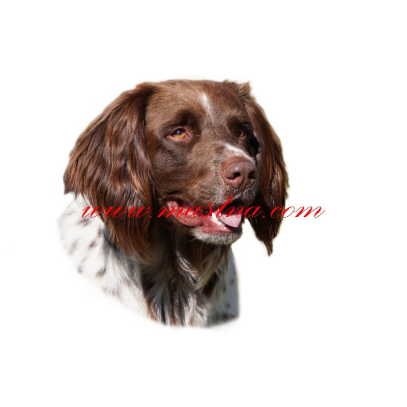 Samolepka ohař německý dlouhosrstý, munsterlandský