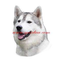 Samolepka sibiřský husky