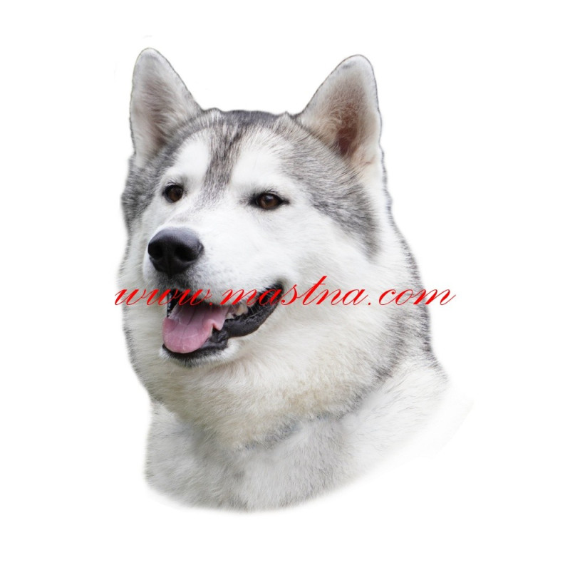 Samolepka sibiřský husky