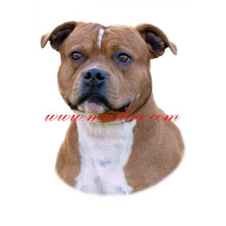 Samolepka stafordšírský bulteriér