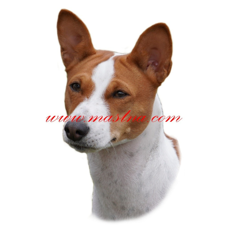 Samolepka basenji