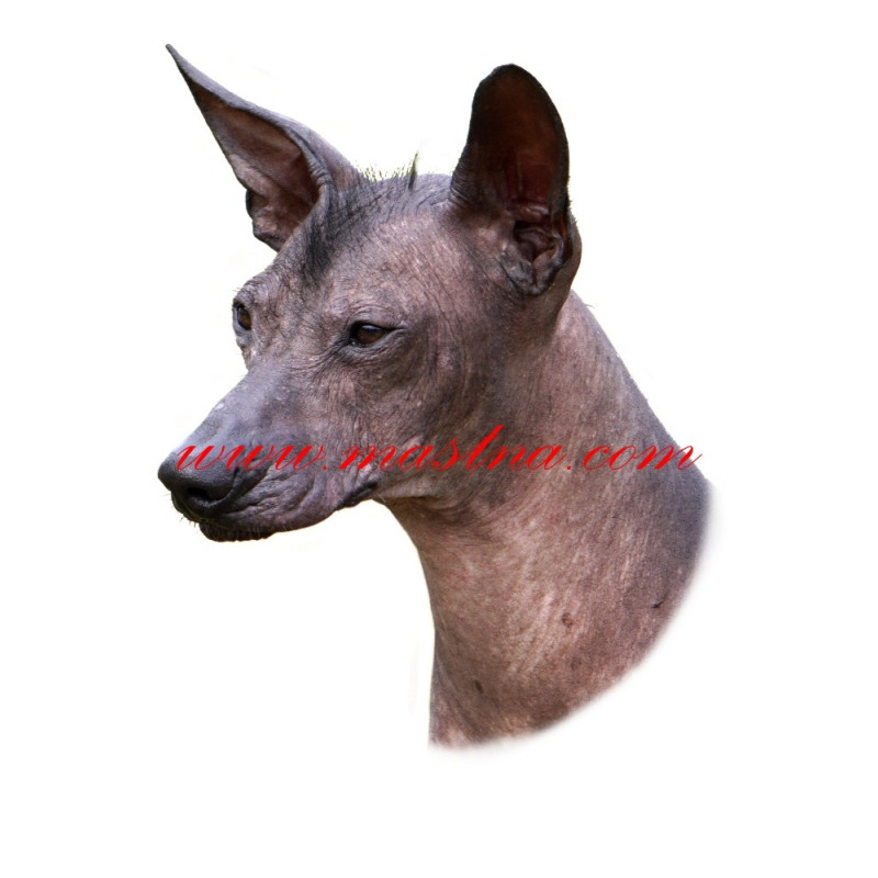 Samolepka peruánský naháč