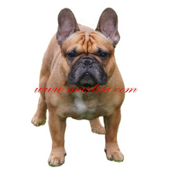 Samolepka francouzský buldoček fawn