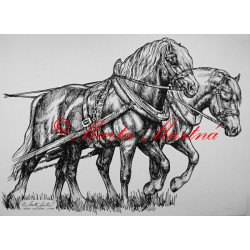 Samolepka koně chladnokrevníci, spřežení